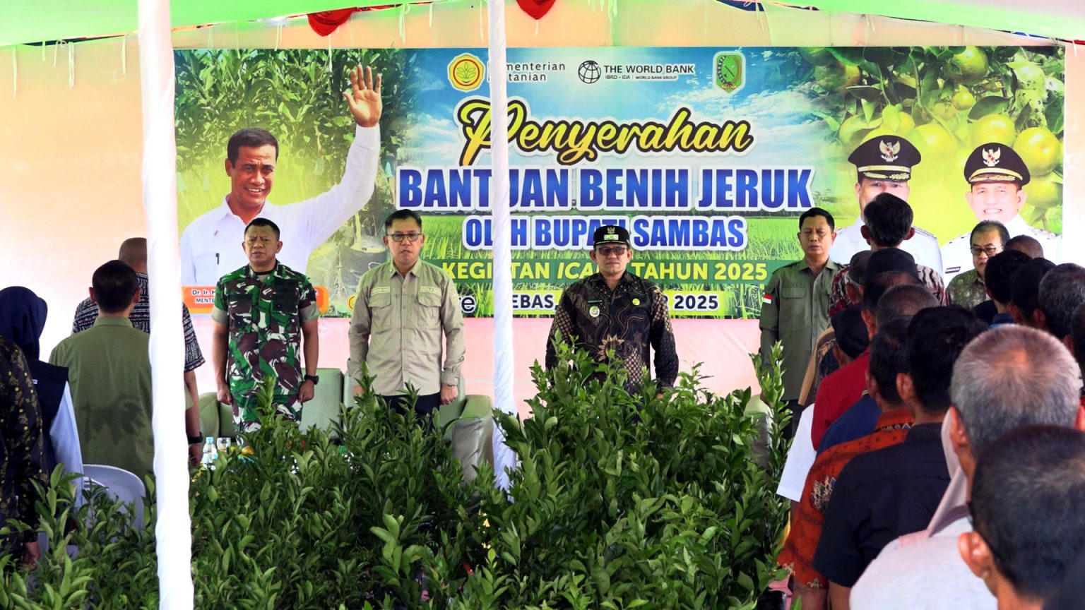 Wakil Bupati Sambas Serahkan 15 Ribu Bibit Jeruk untuk Bangkitkan Sentra Pertanian di Tebas